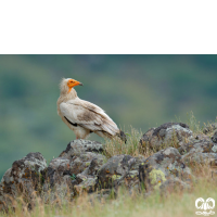 گونه کرکس مصری Egyptian Vulture